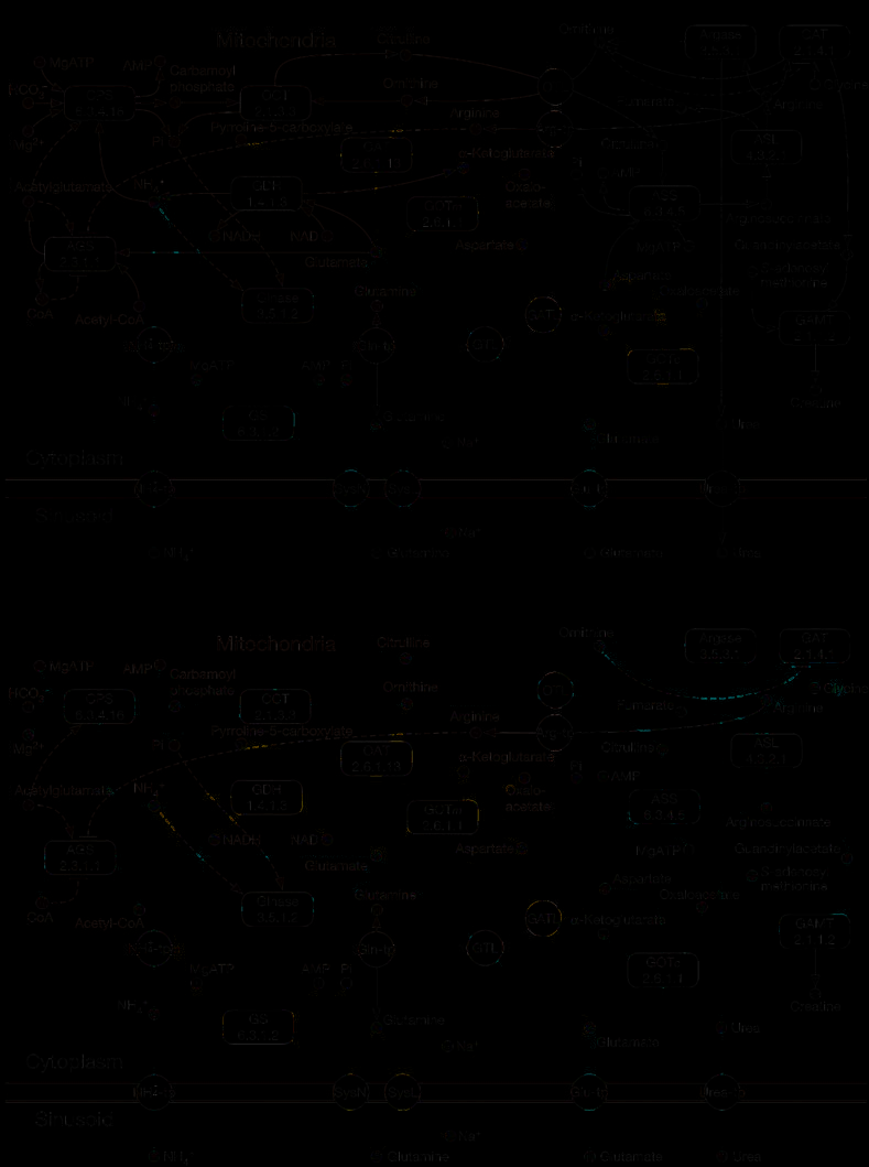 Construction of a Biological image