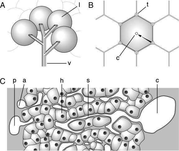 Construction of a Biological image