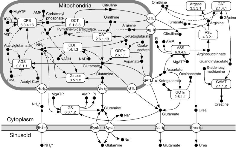 Construction of a Biological image