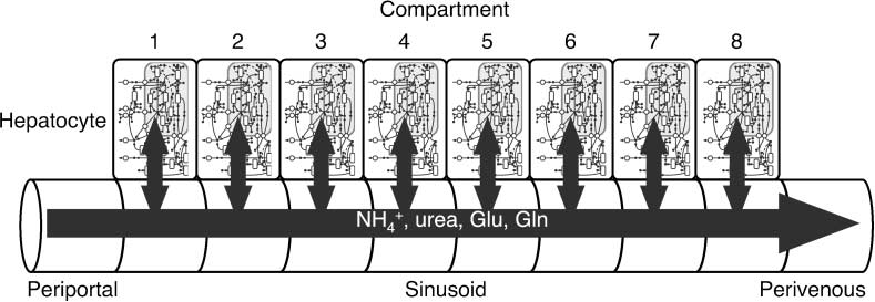 Construction of a Biological image