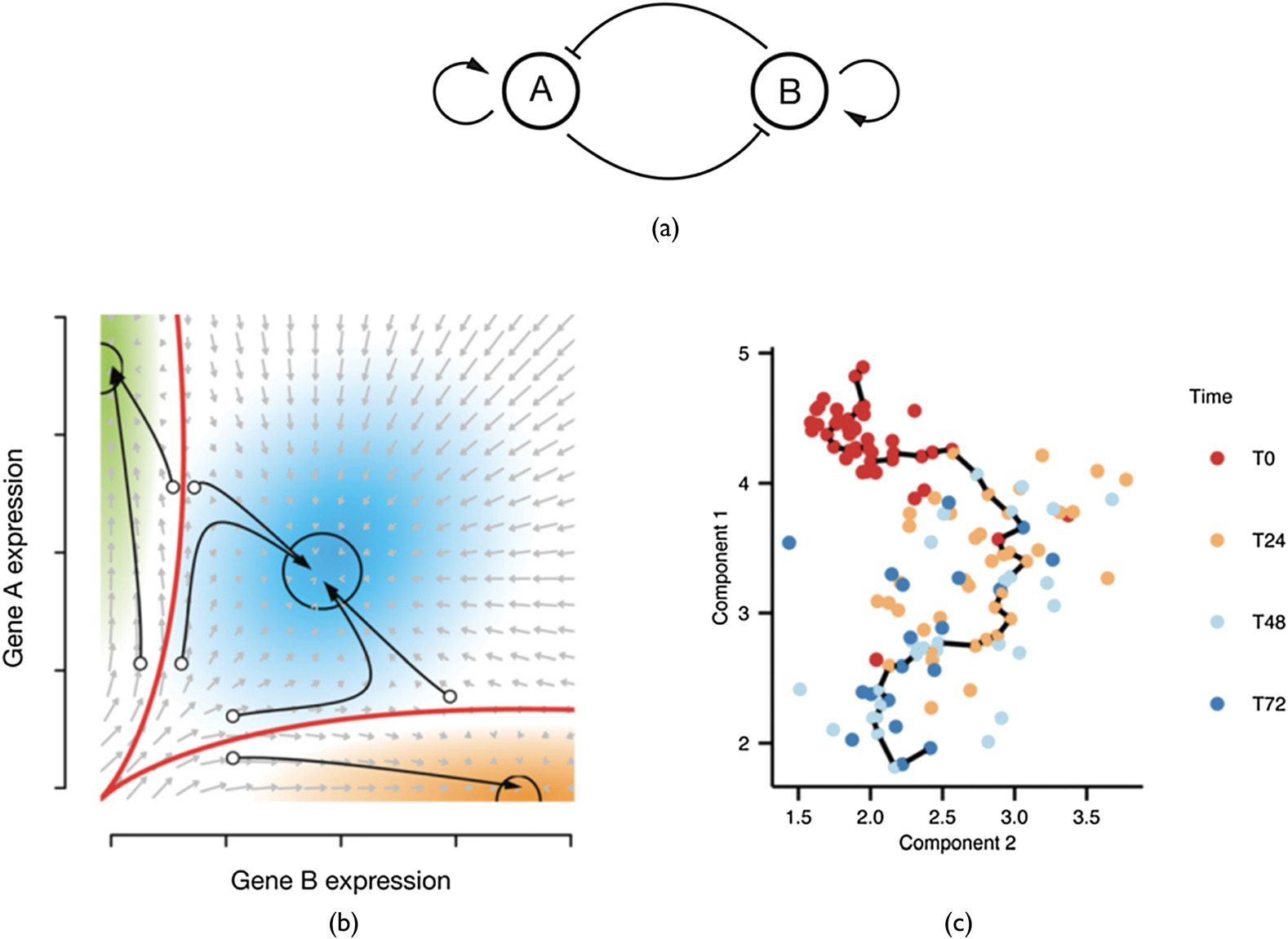 Artificial Gene Regulatory image