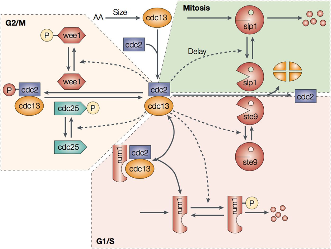 Artificial Gene Regulatory image