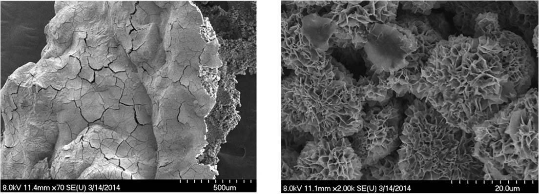 Chemobrionics: From image