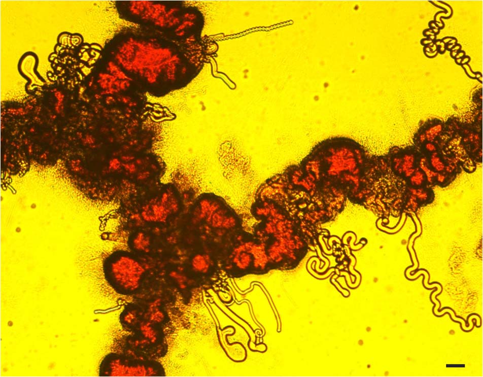 Chemobrionics: From image