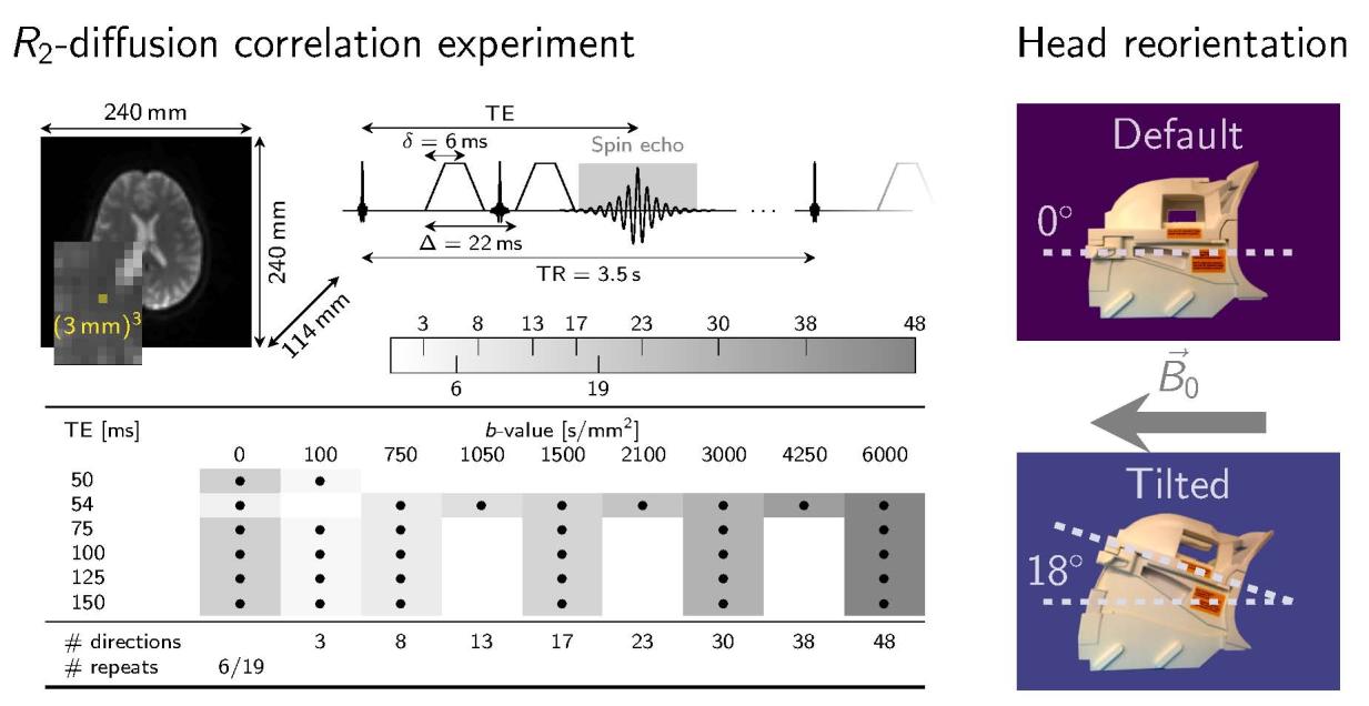 Kleban, E., Jones, D. K., & Tax, C. M. W. (2023). The Impact of Head Orientation with Respect image