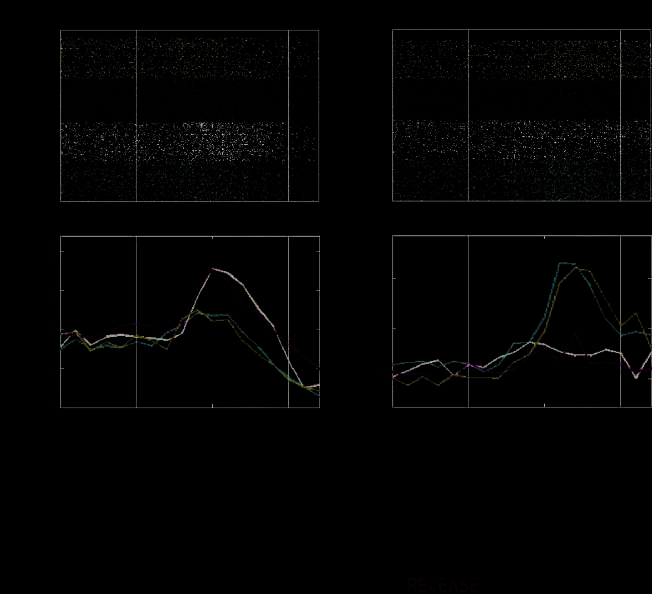 A Comparison of Abstract Rules in the Prefrontal image