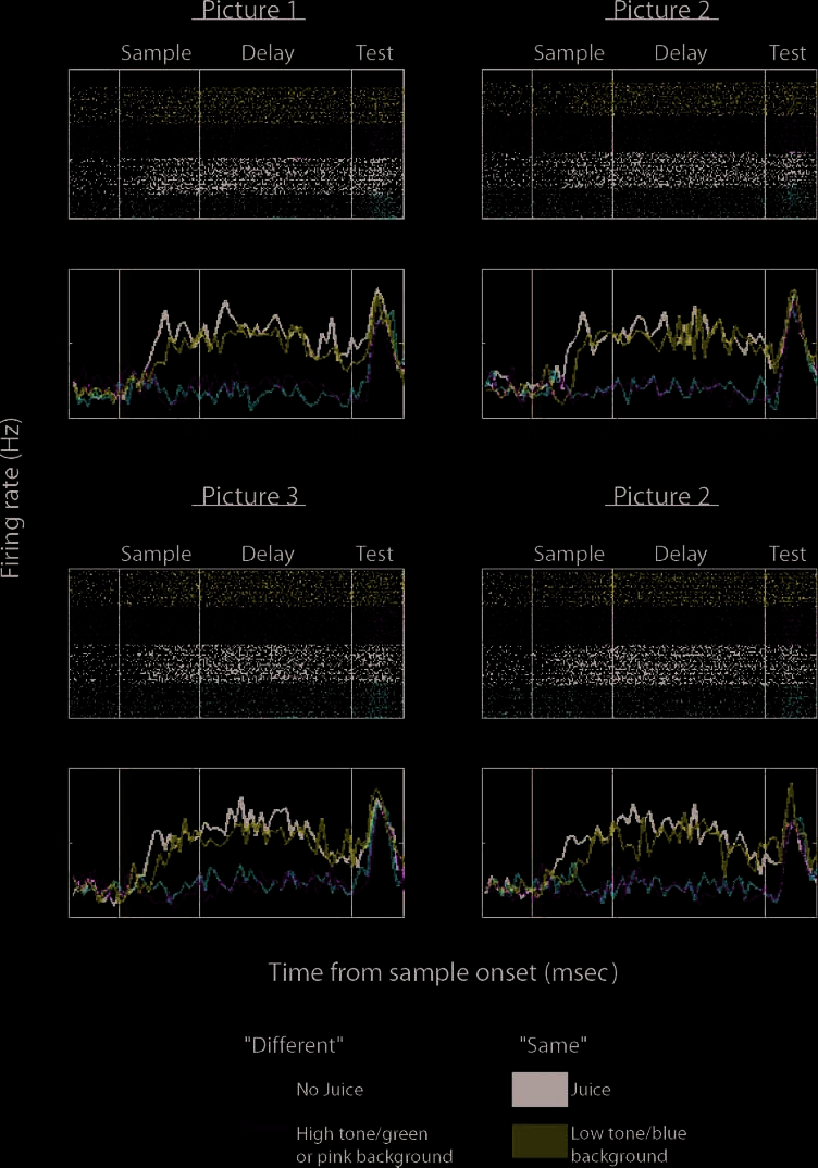 A Comparison of Abstract Rules in the Prefrontal image