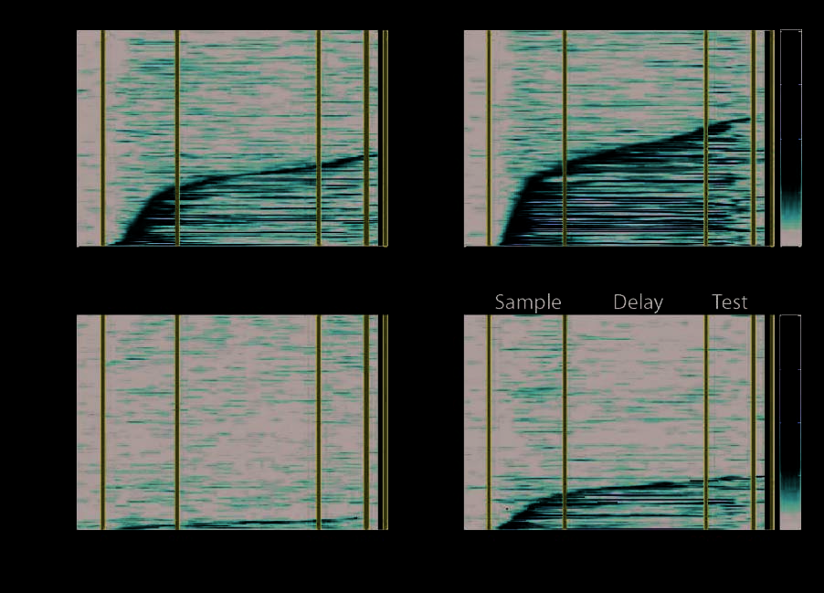 A Comparison of Abstract Rules in the Prefrontal image