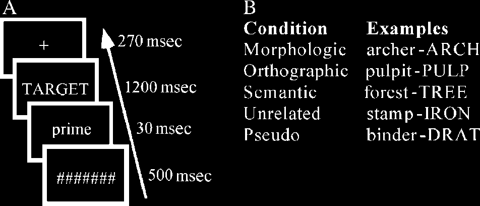 Neural Correlates of Morphological Decomposition image