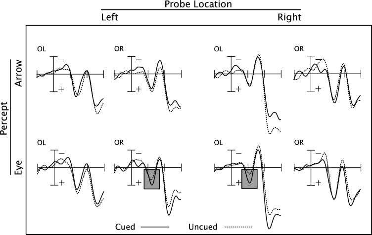 Brain Responses to Biological Relevance image