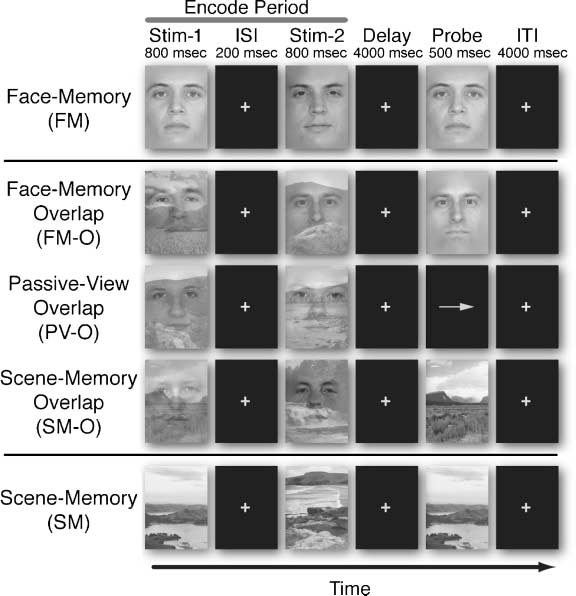 Early Top–Down Control of Visual Processing Predicts image