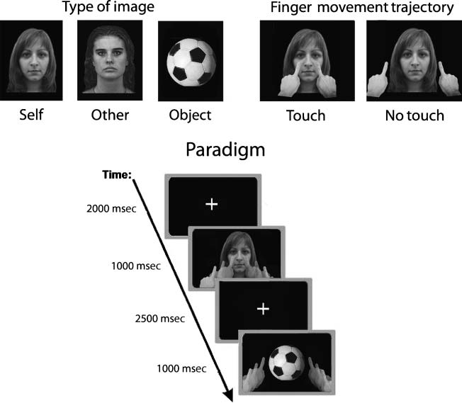 Viewing Oneʼs Own Face Being Touched Modulates image