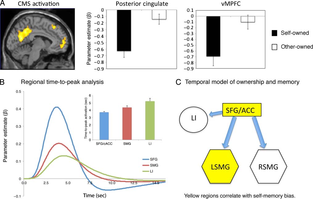 Mine and Me: Exploring the Neural Basis of image