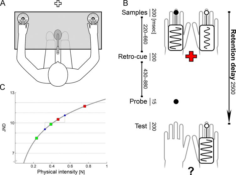 Nonspatial Cueing of Tactile STM Causes Shift of image