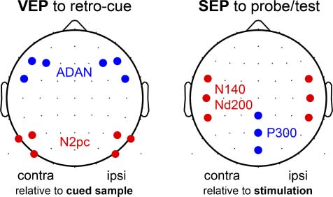 Nonspatial Cueing of Tactile STM Causes Shift of image