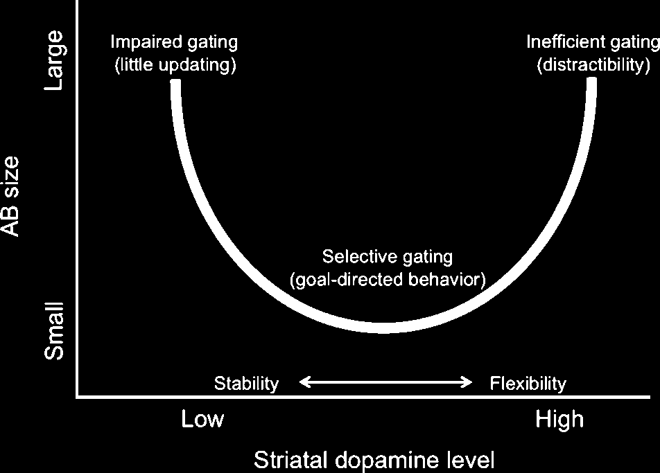 PET Evidence for a Role for Striatal Dopamine in the image