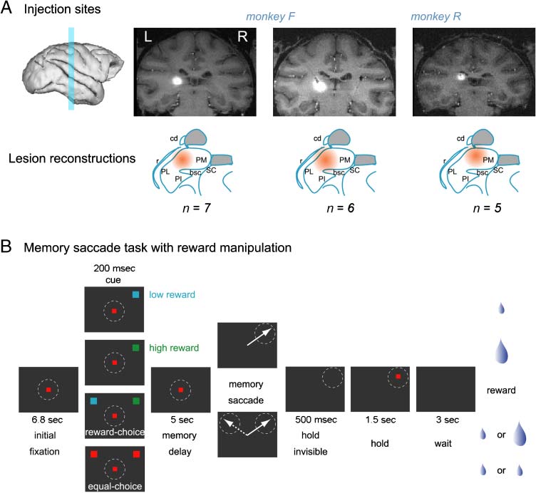 Effects of Pulvinar Inactivation on Spatial Decision-making image