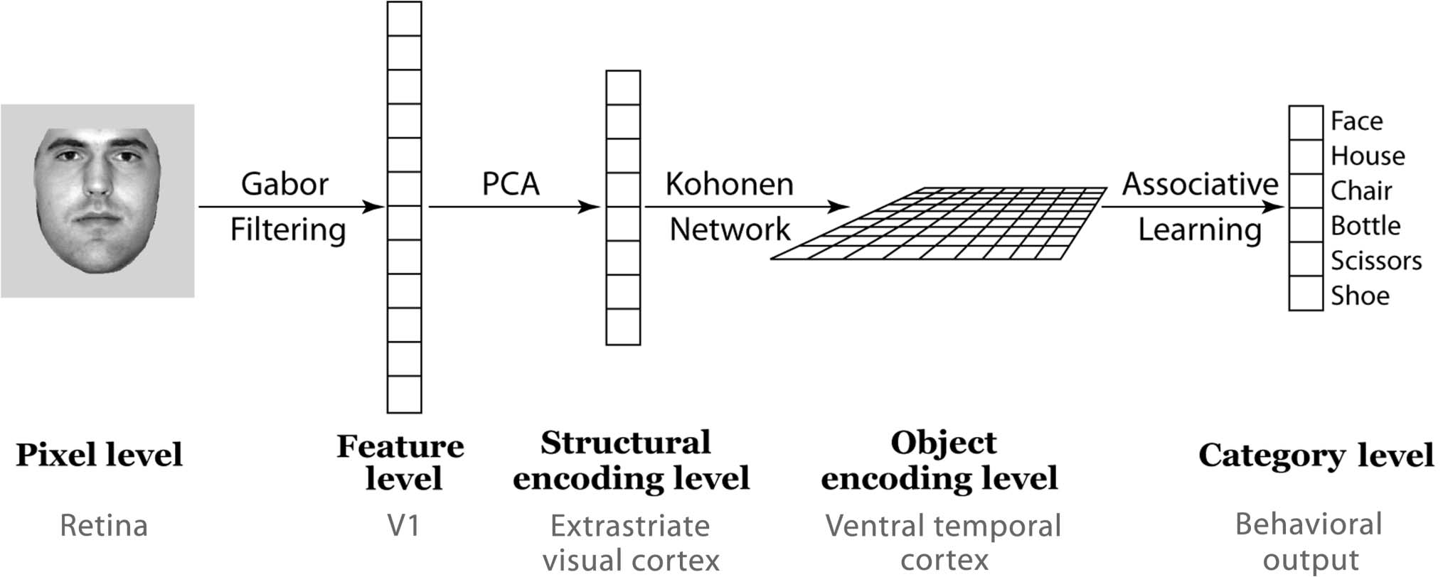 What Evidence Supports Special Processing for Faces? Bild