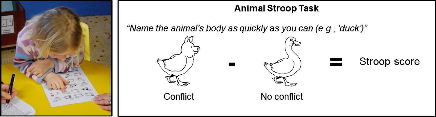 The Shape of the ACC Contributes to Cognitive image