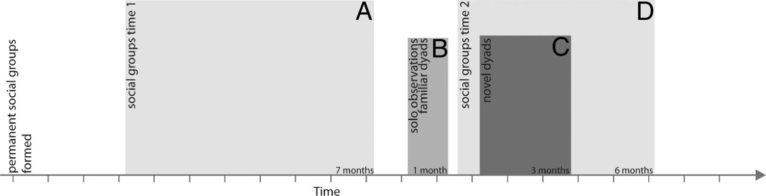 The Impact of Early Amygdala Damage on Juvenile image