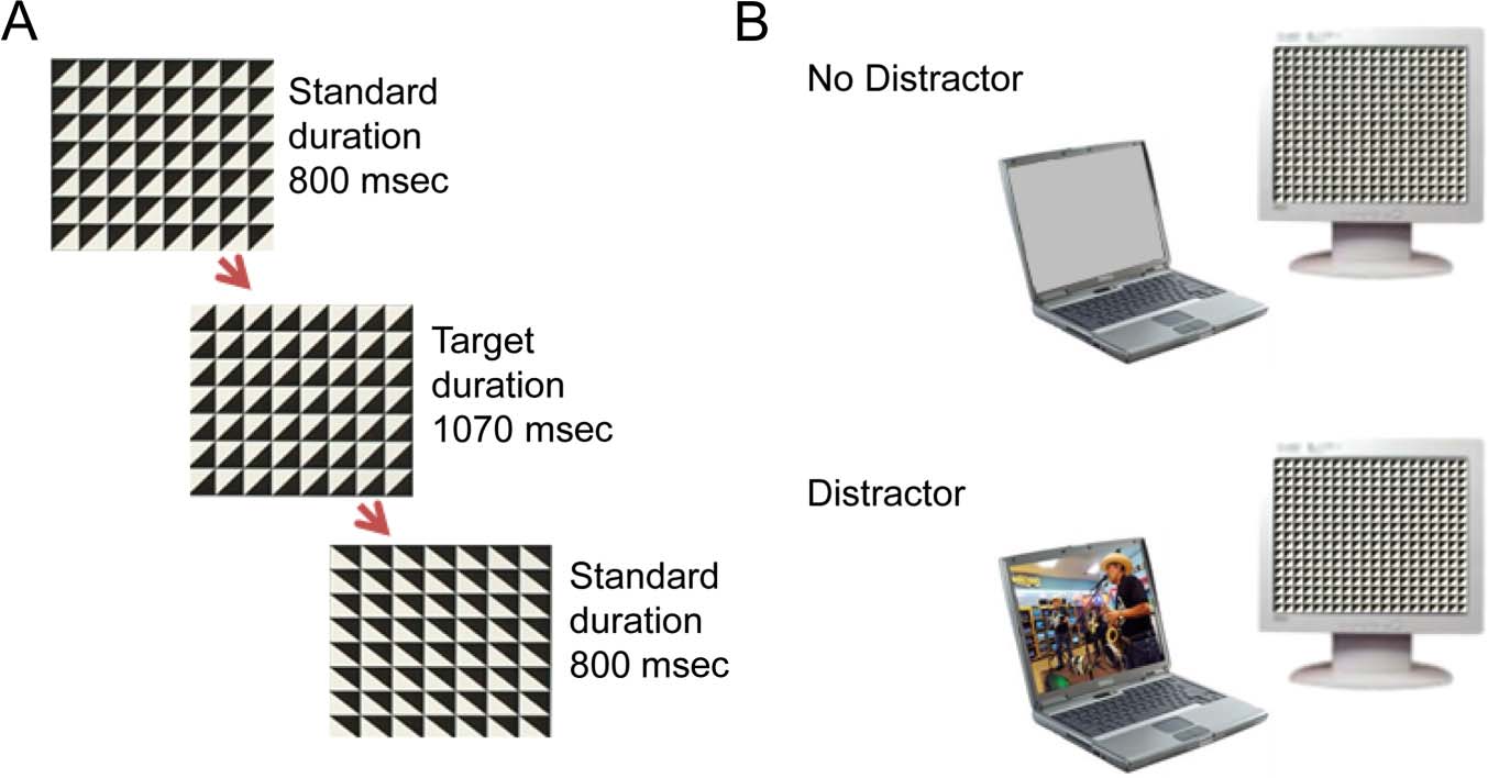 Disposed to Distraction: Genetic Variation in the image