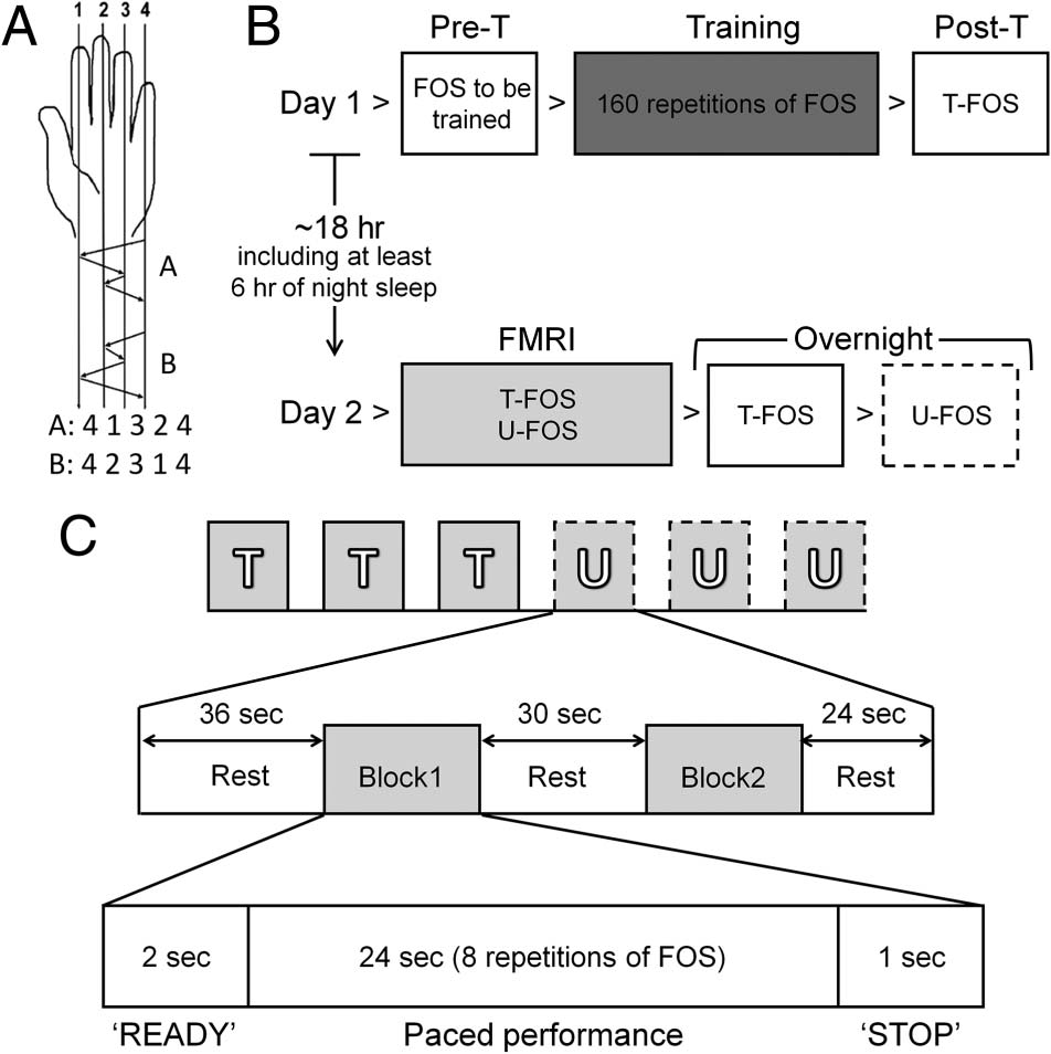 Patterns of Modulation in the Activity and Connectivity image