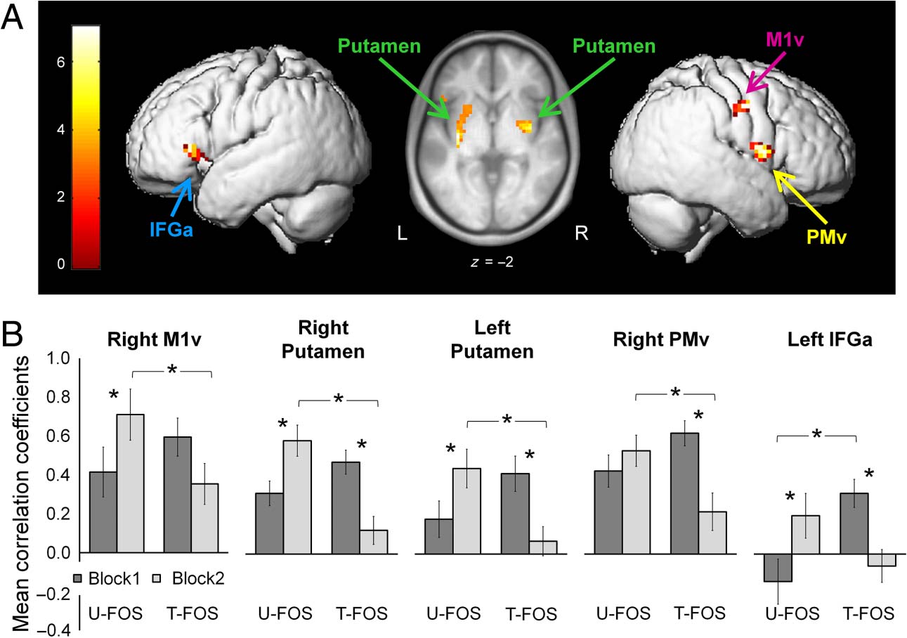 Patterns of Modulation in the Activity and Connectivity image