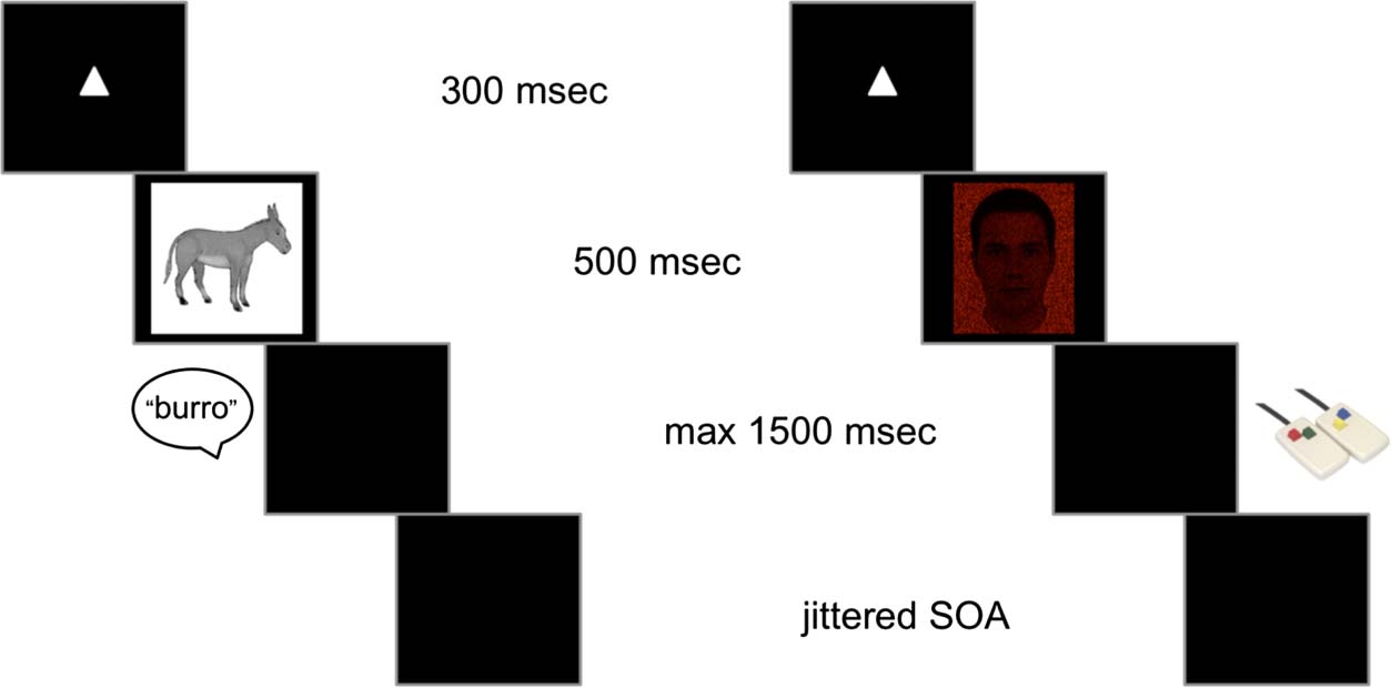 Brain Circuit for Cognitive Control Is Shared image