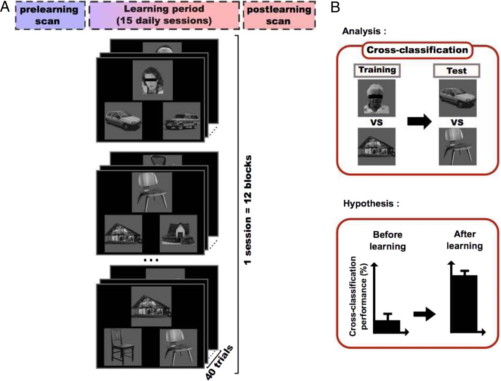 Multivoxel Object Representations in Adult Human Visual image