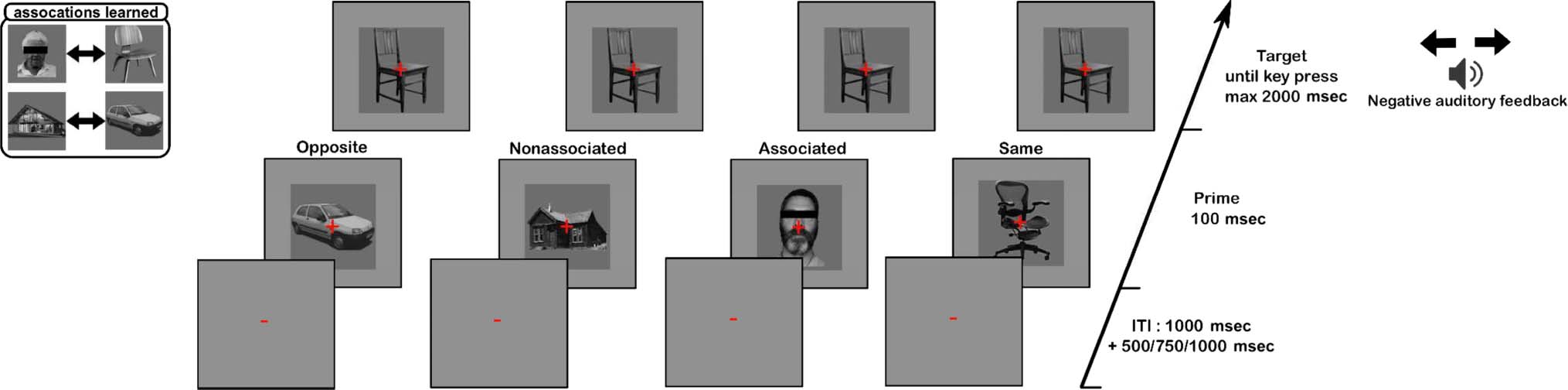 Multivoxel Object Representations in Adult Human Visual image