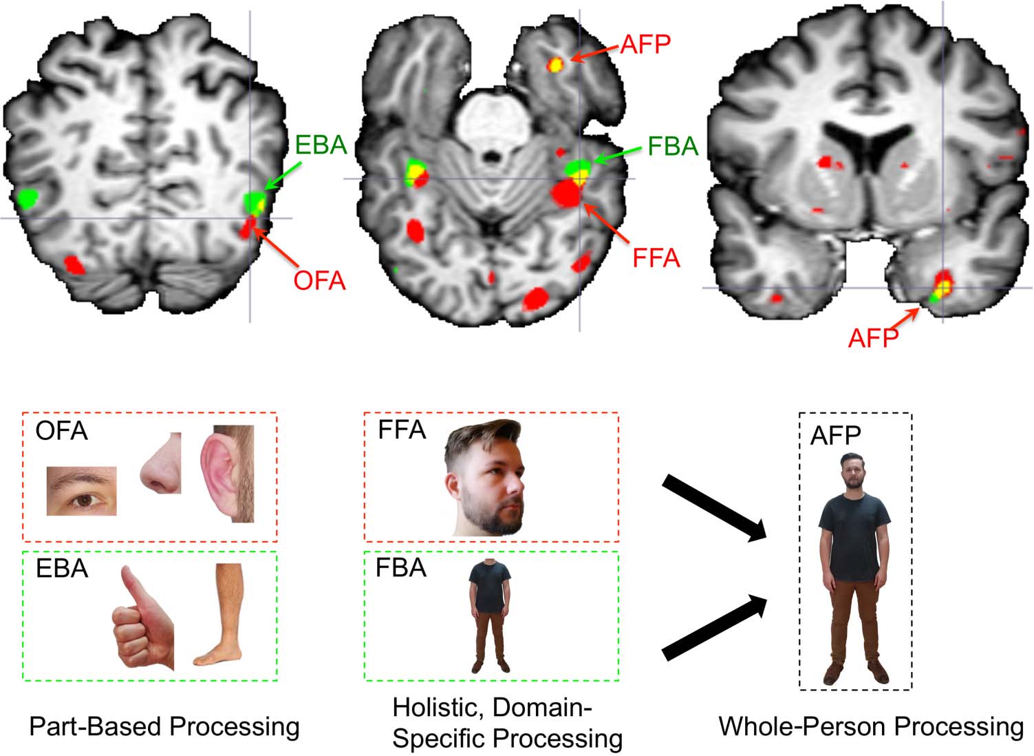 Evidence for Integrated Visual Face and Body image