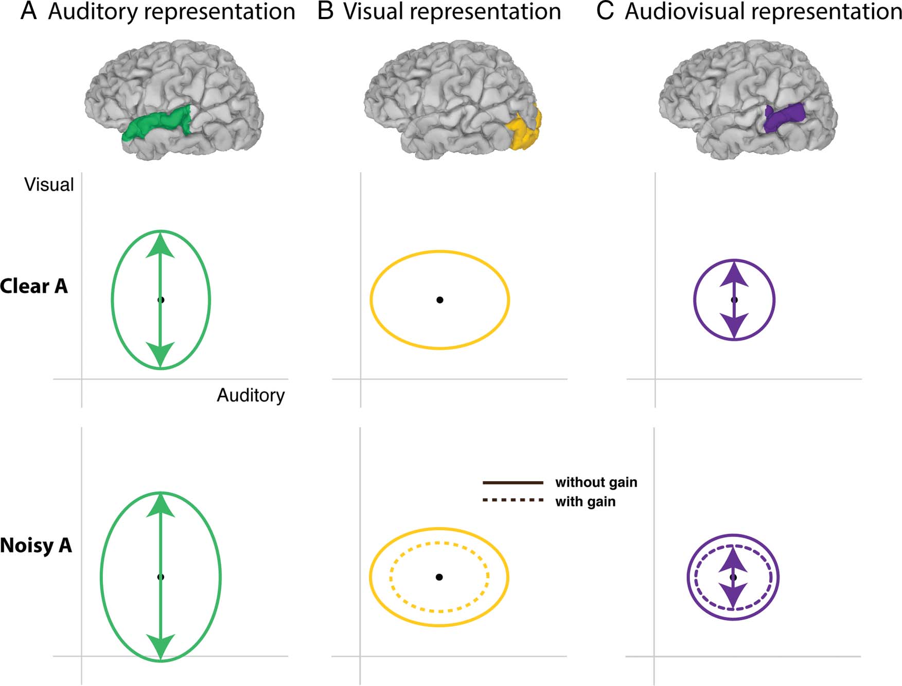 A Double Dissociation between Anterior and Posterior image