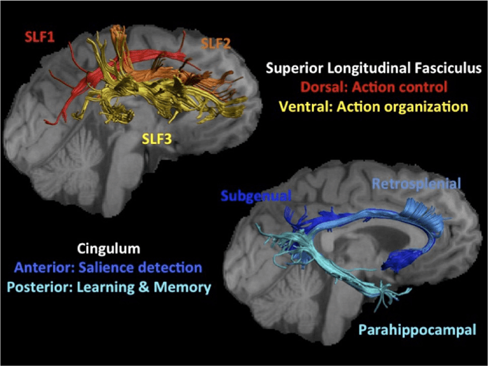 Dynamics of White Matter Plasticity Underlying Working image