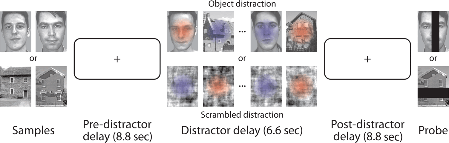 Distractor-resistant Short-Term Memory Is Supported by image