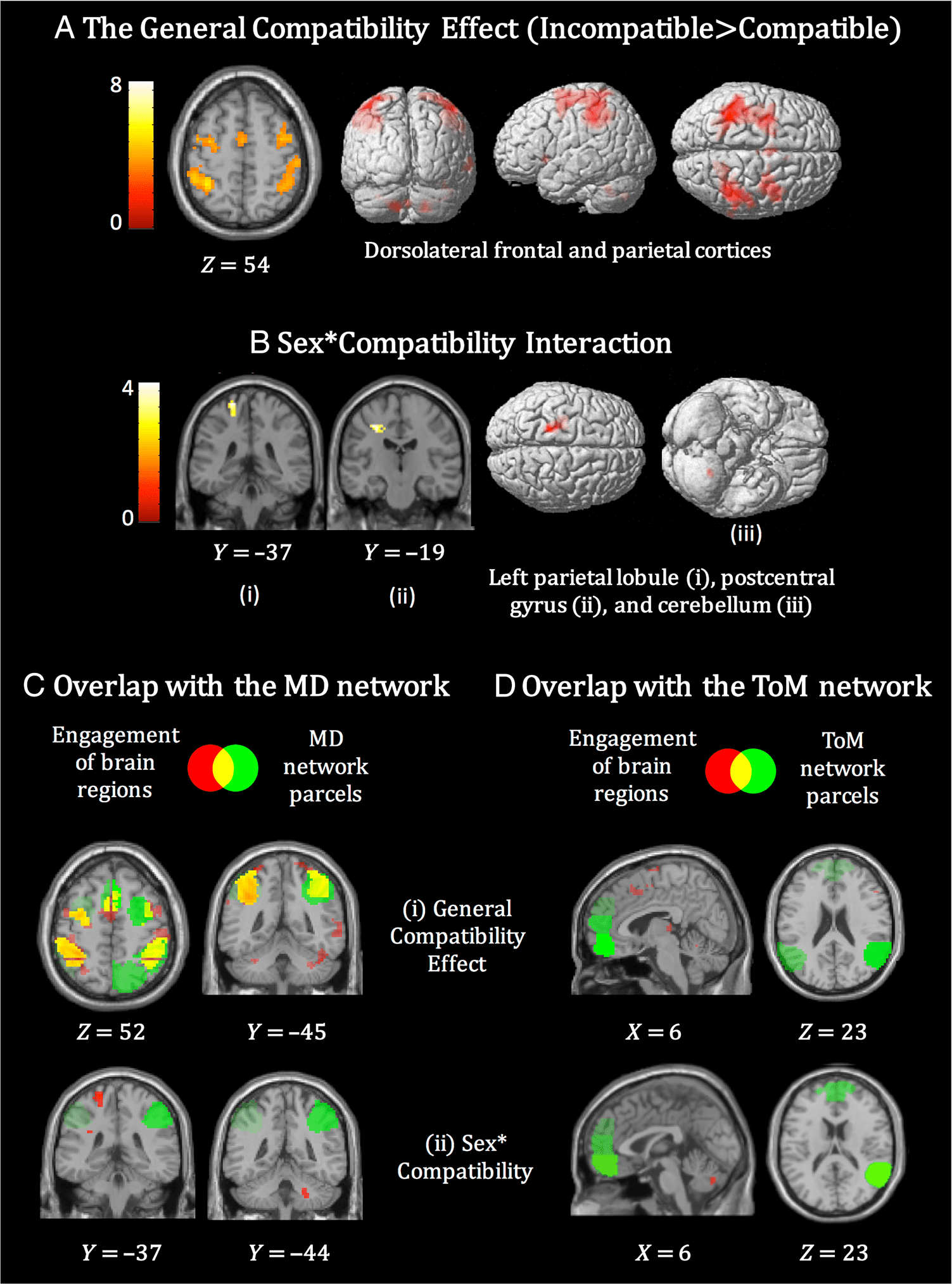 Functional Specificity and Sex Differences in the image