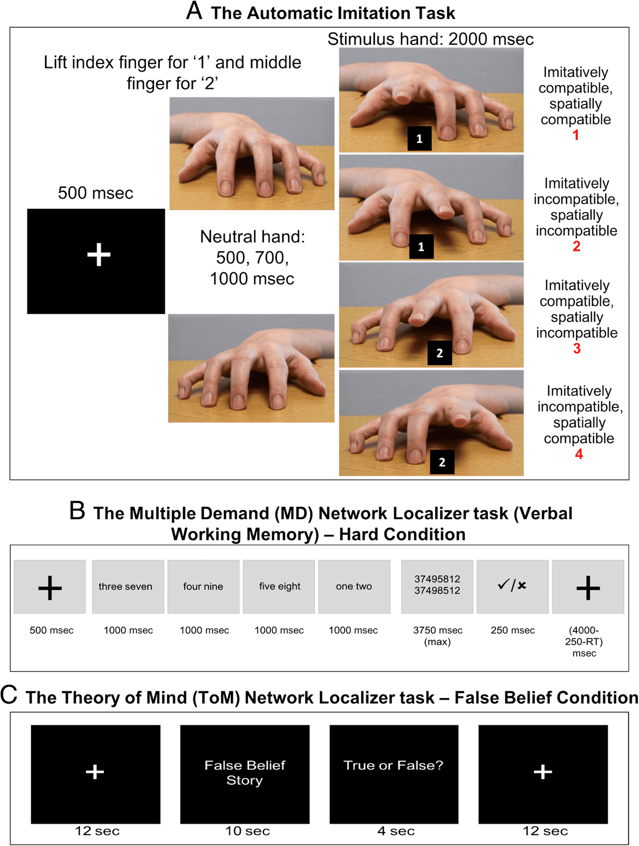 Functional Specificity and Sex Differences in the image