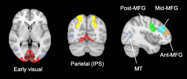 Abstract Neural Representations of Category Membership image