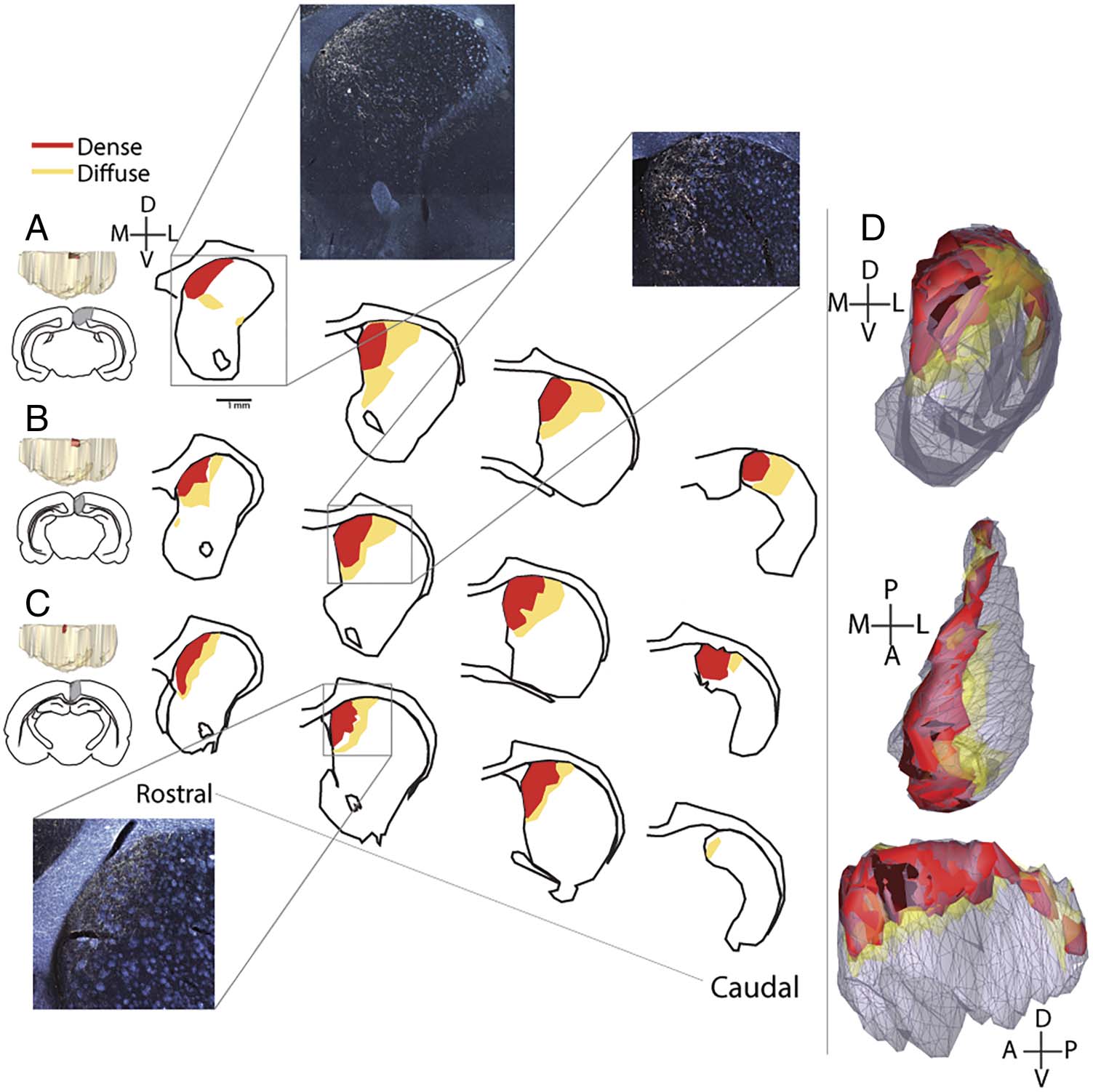 Retrosplenial Cortical Connectivity with image