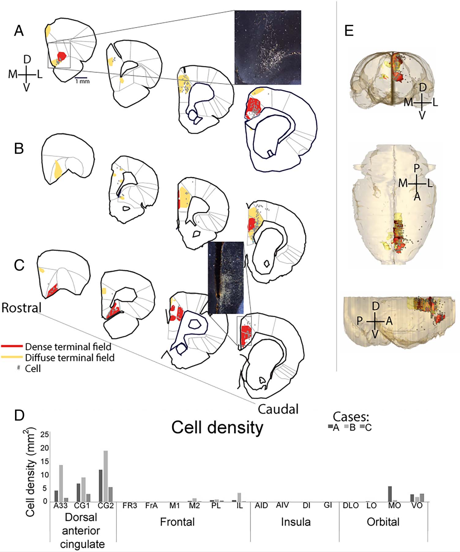 Retrosplenial Cortical Connectivity with image