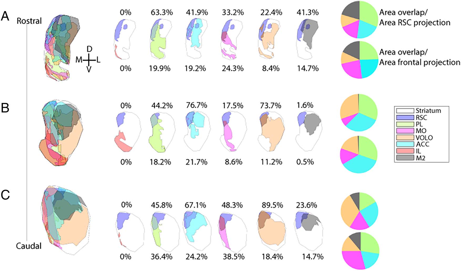 Retrosplenial Cortical Connectivity with image