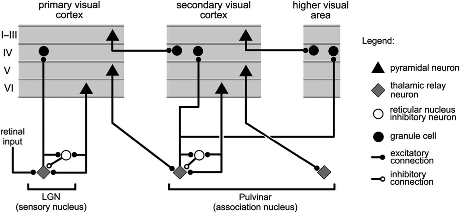 Deep Predictive Learning in Neocortex and Pulvinar image