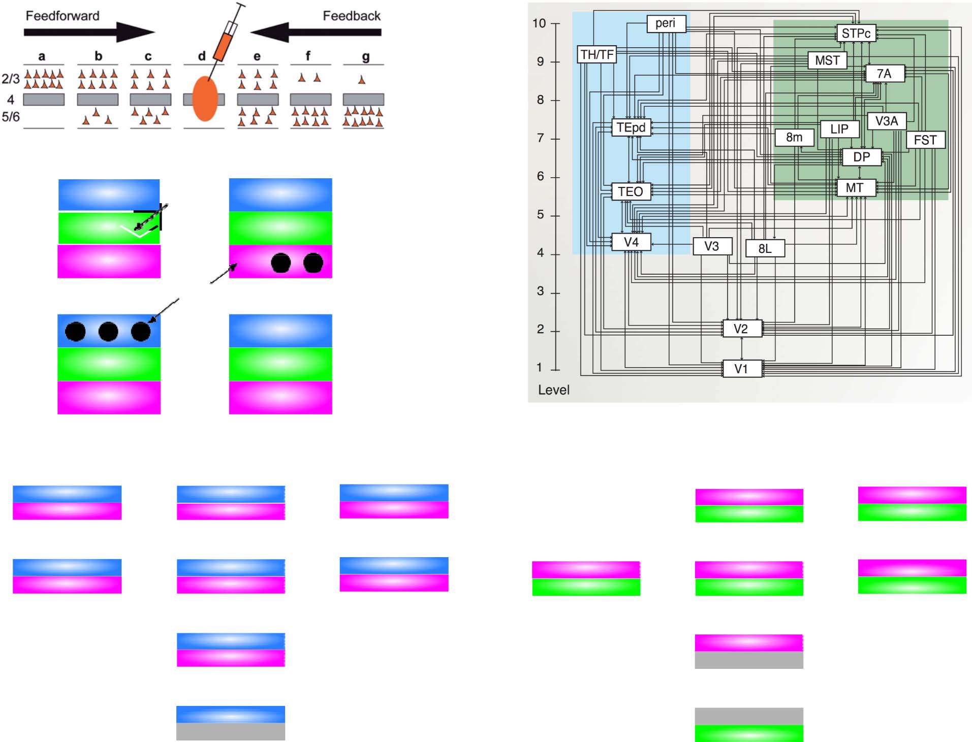 Deep Predictive Learning in Neocortex and Pulvinar image