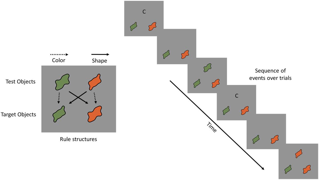 Probing the Neural Systems Underlying Flexible image