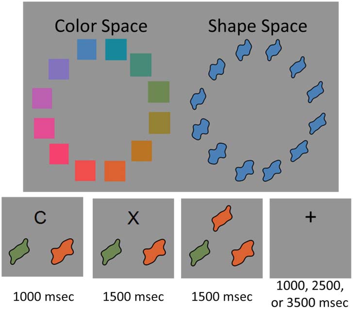 Probing the Neural Systems Underlying Flexible image