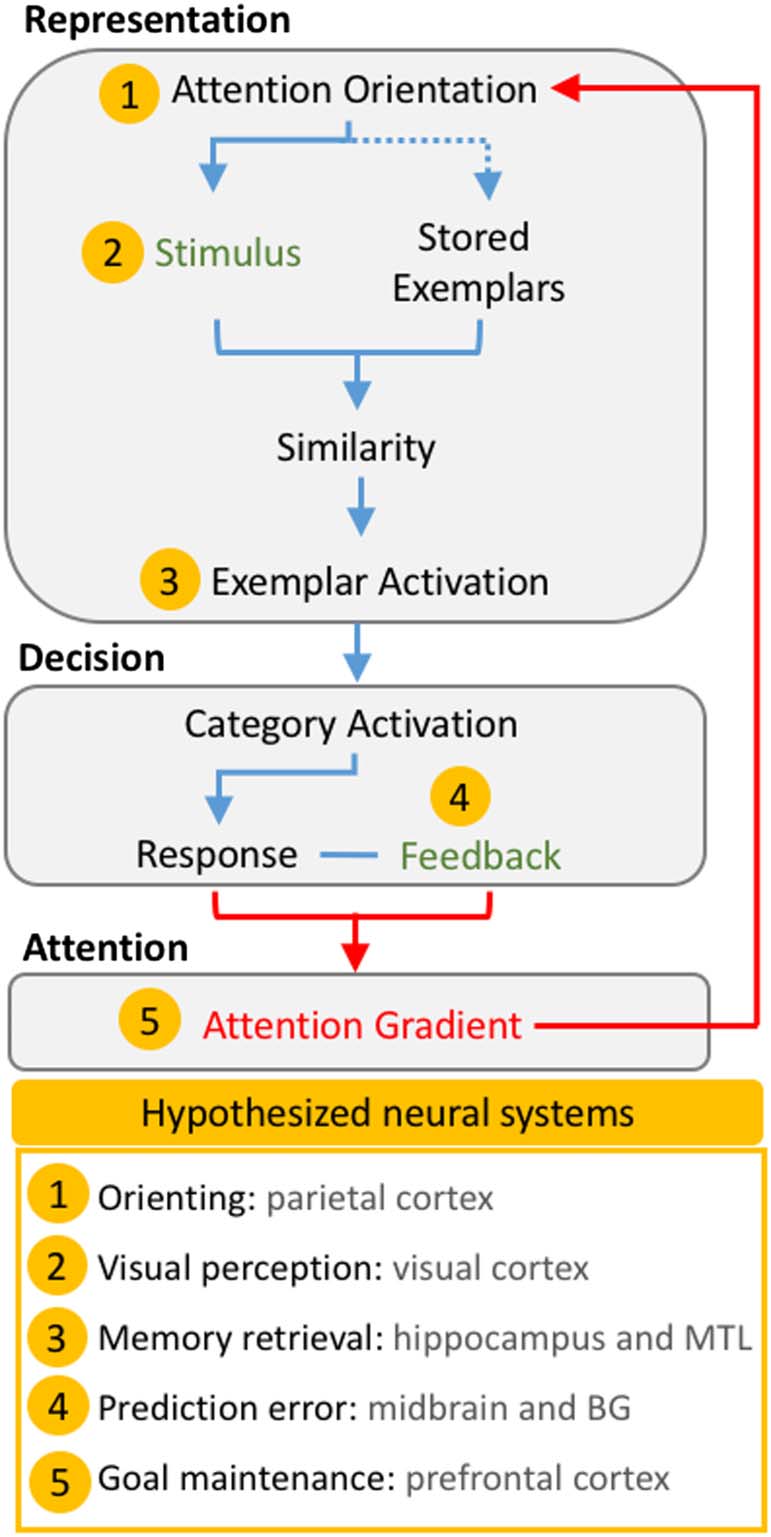 Distributed Neural Systems Support Flexible Attention image