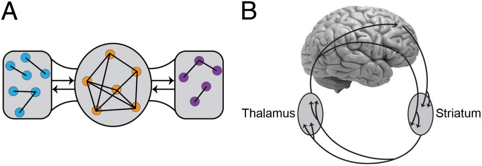 The Entangled Brain image