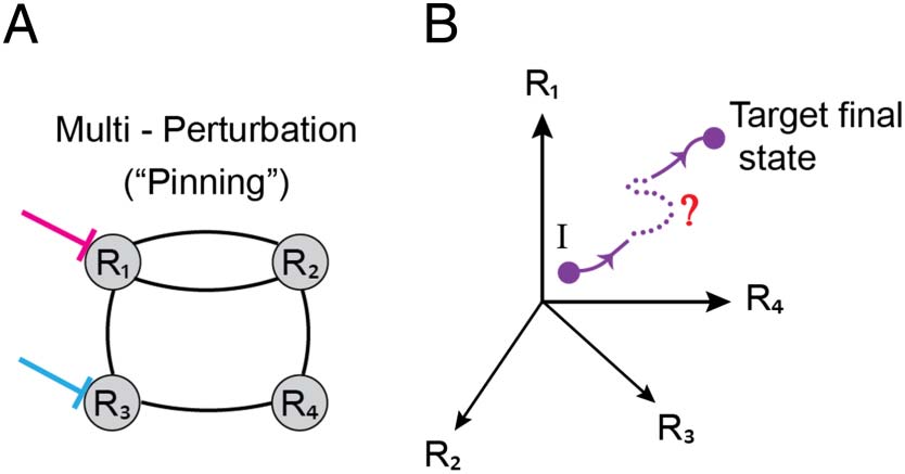 The Entangled Brain image