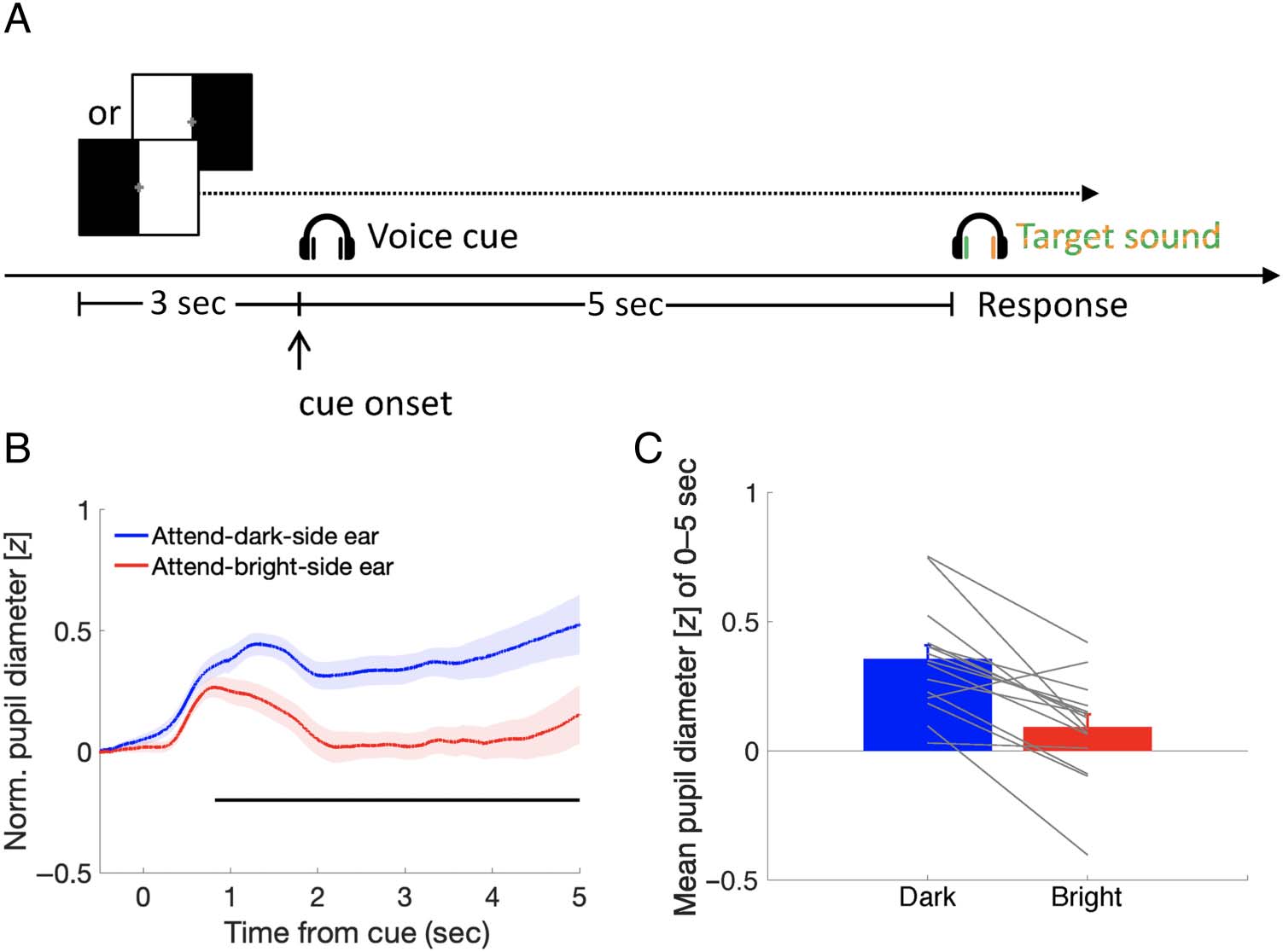 Seeing an Auditory Object: Pupillary Light Response image