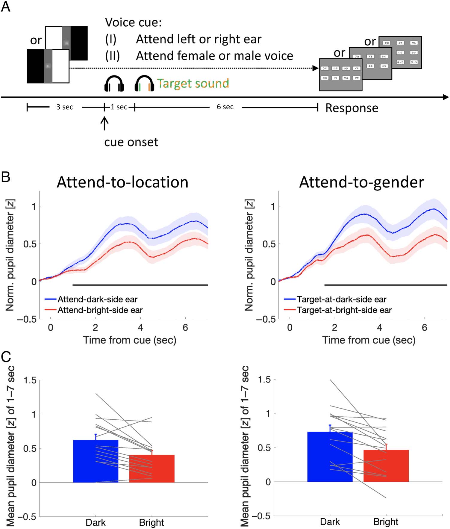 Seeing an Auditory Object: Pupillary Light Response image