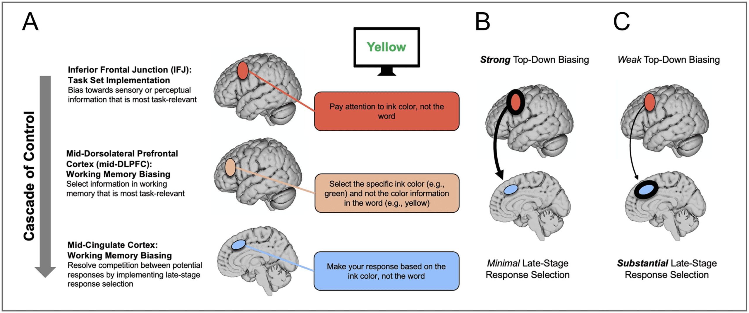 Composite Measures of Brain Activation Predict Individual image